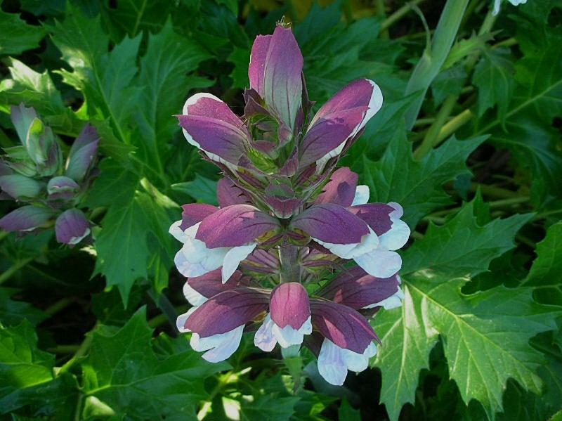 Acanthus mollis / Acanto comune, Branca orsina, Brancalupo